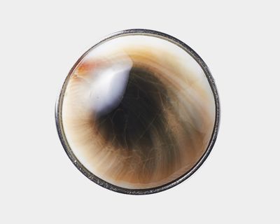 Chunk Shiva Shell